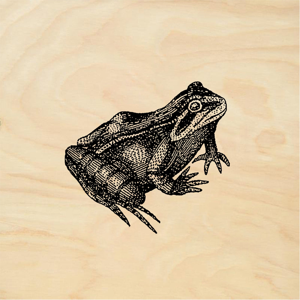 StampaFe Lab frog Realistic Frog - Rubber Stamp 1.75 x 1.25