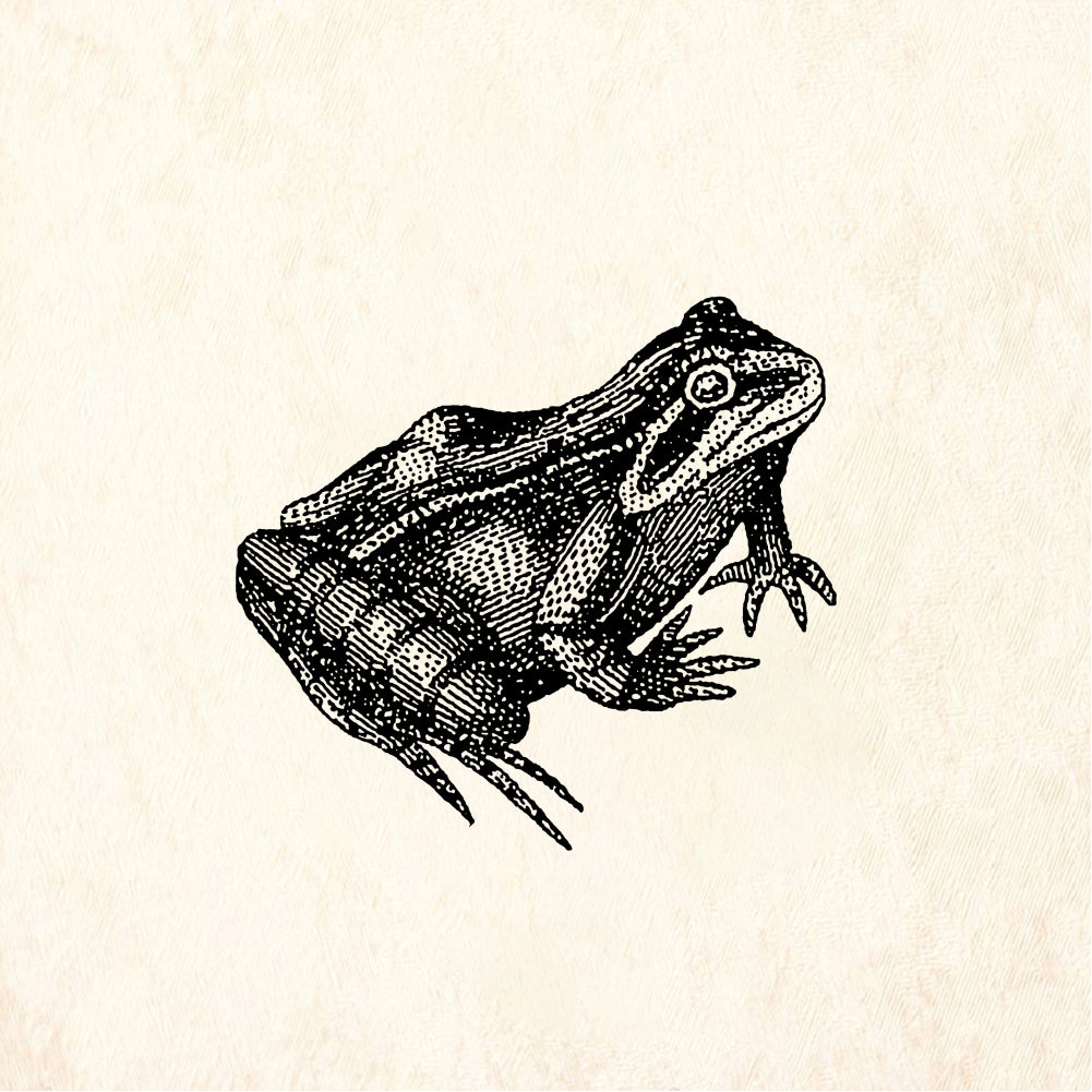 StampaFe Lab frog Realistic Frog - Rubber Stamp 1.75 x 1.25