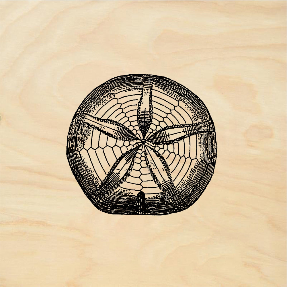 StampaFe Sand dollar - Rubber Stamp 1.5 x 1.5
