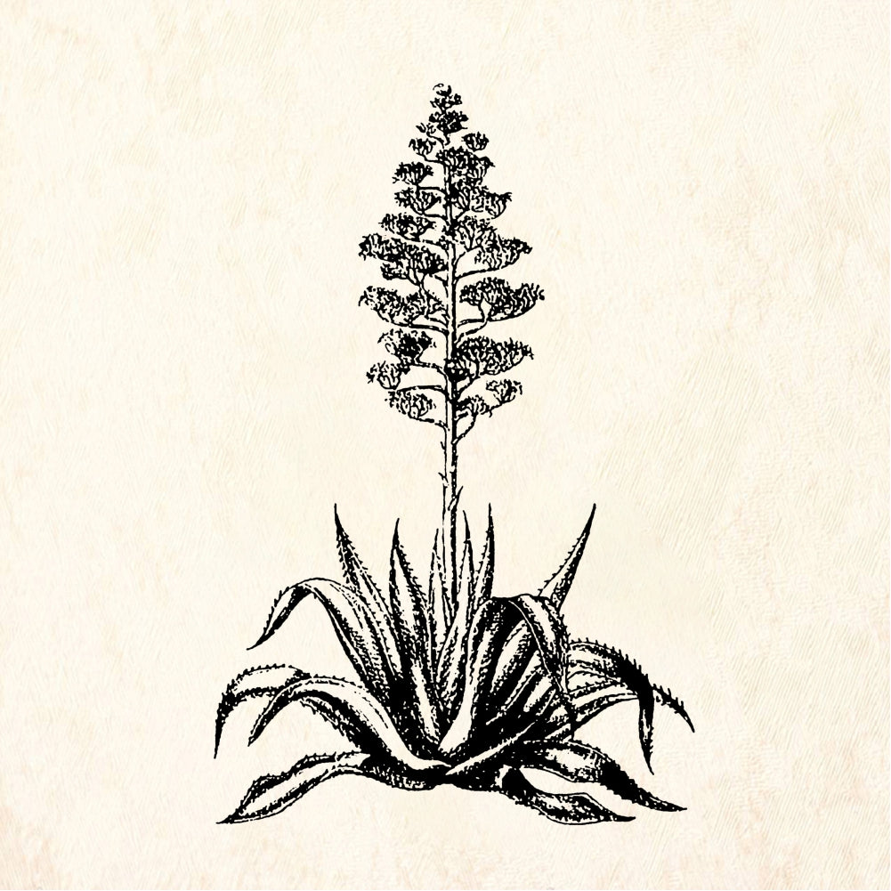 StampaFe Century Plant Agave Flowering Stalk Rubber Art Stamp