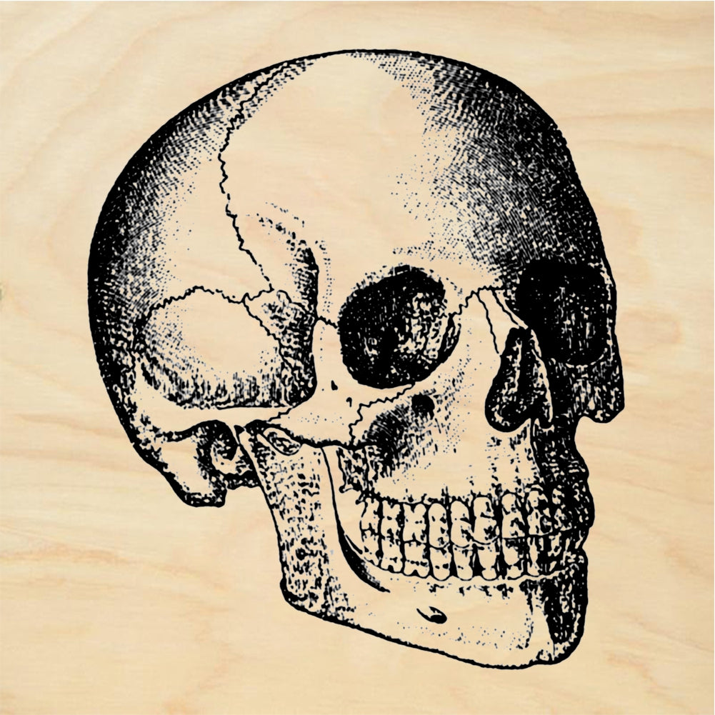 StampaFe Skull, Side View Anatomical Skull Side View - Rubber Stamp 1.5 x 2