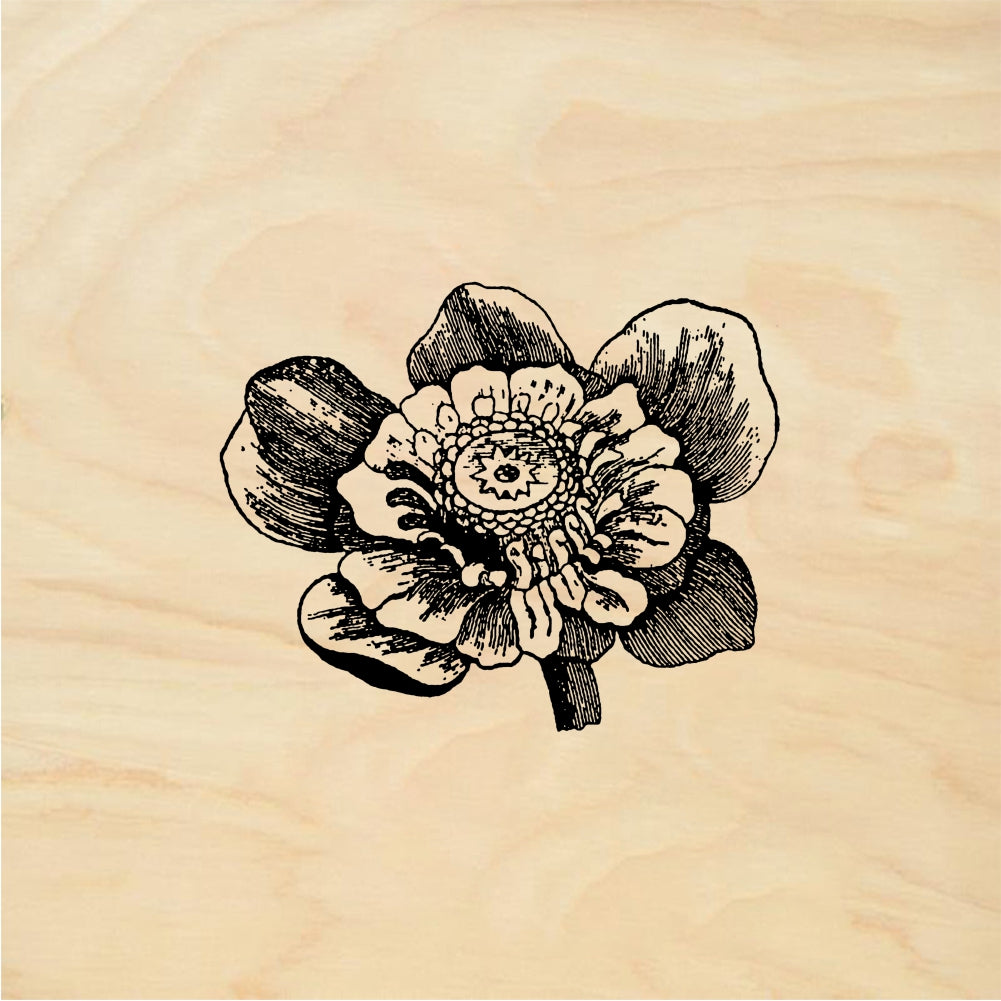 StampaFe Lust flower Detailed Flower - Rubber Stamp 1.75 x 1.75
