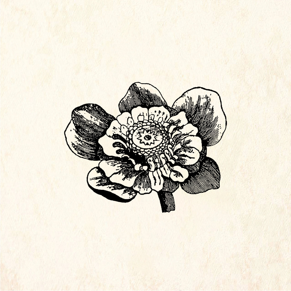 StampaFe Lust flower Detailed Flower - Rubber Stamp 1.75 x 1.75