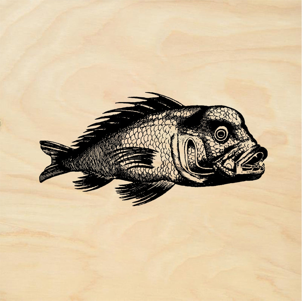 StampaFe Hungry Fish - Rubber Stamp 2.75 x 2