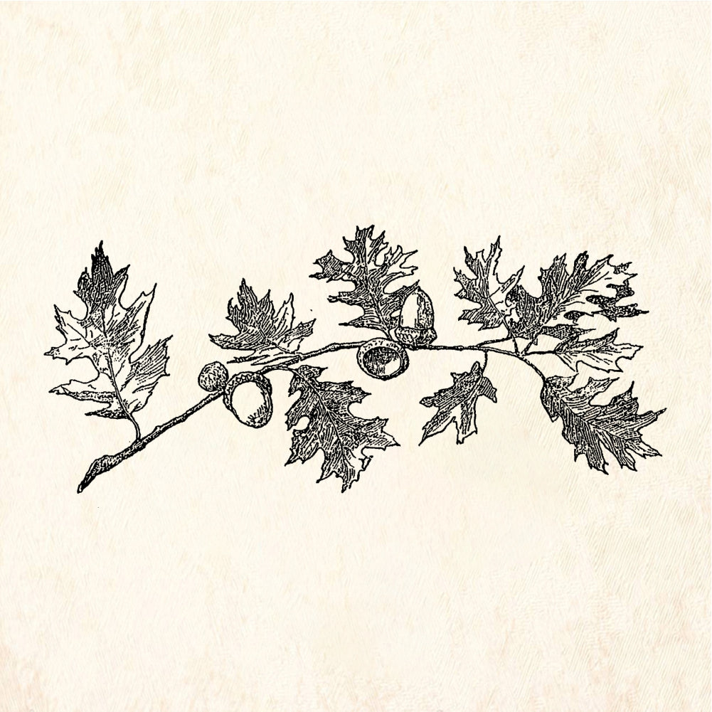 StampaFe Oak Branch with Acorns Rubber Stamp 3.5 x 1.5