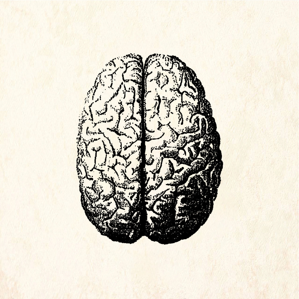 StampaFe Brain Anatomical Brain - Rubber Stamp 1.75 x 1.25