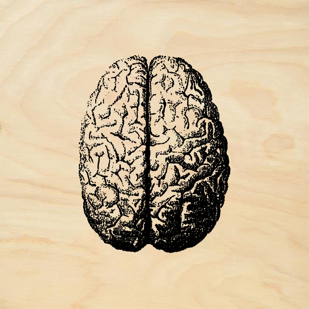 StampaFe Brain Anatomical Brain - Rubber Stamp 1.75 x 1.25