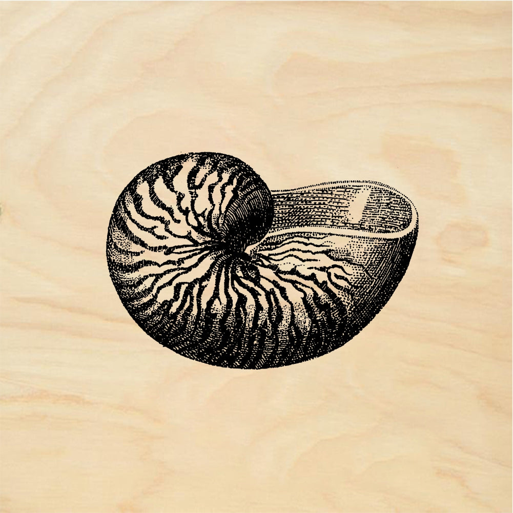 StampaFe Shell, nautilus Shell - Rubber Stamp 3 x 1.5