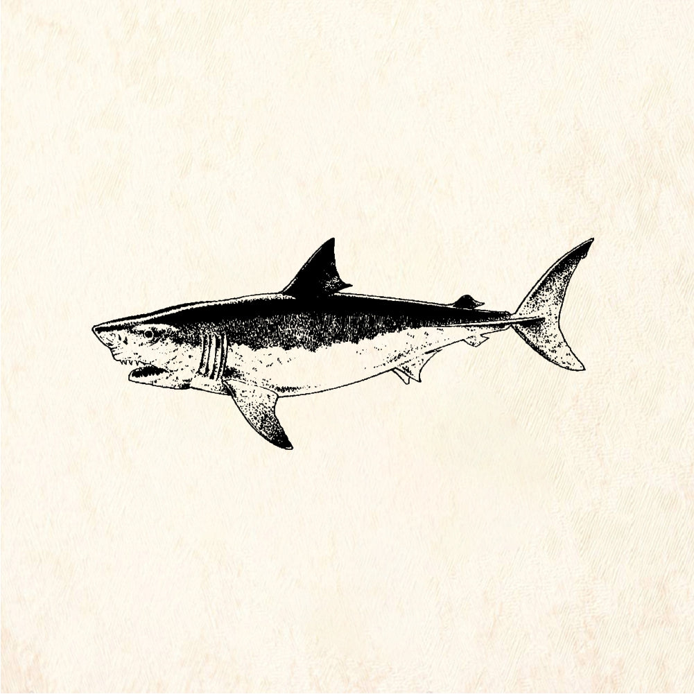 StampaFe Great White Shark Detailed Shark - Rubber Stamp 3.25 x 1.5