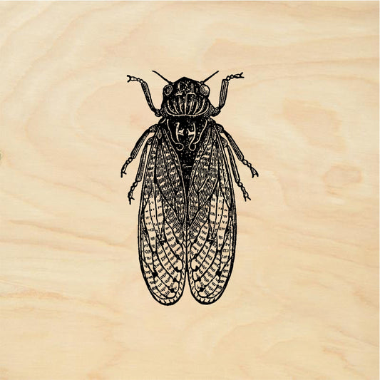 StampaFe Cicada Insect - Rubber Stamp 1.5 x 1.5