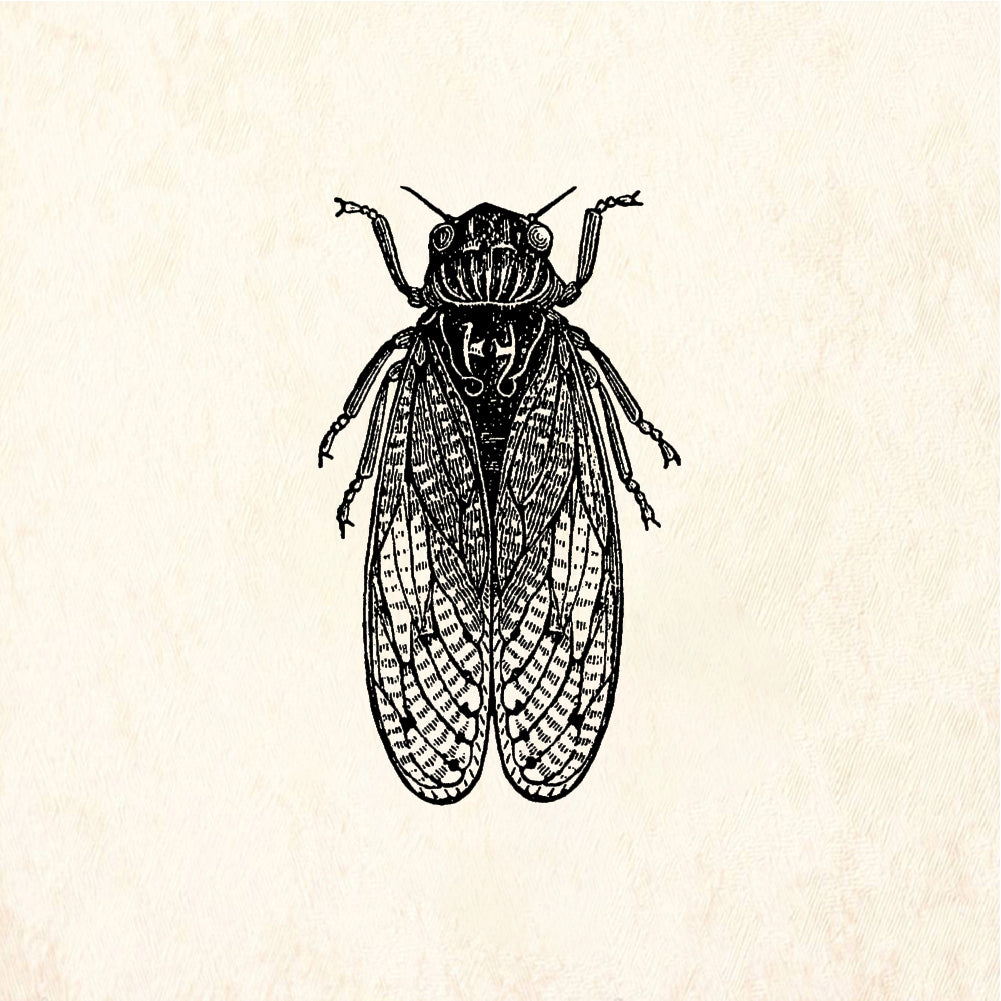 StampaFe Cicada Insect - Rubber Stamp 1.5 x 1.5