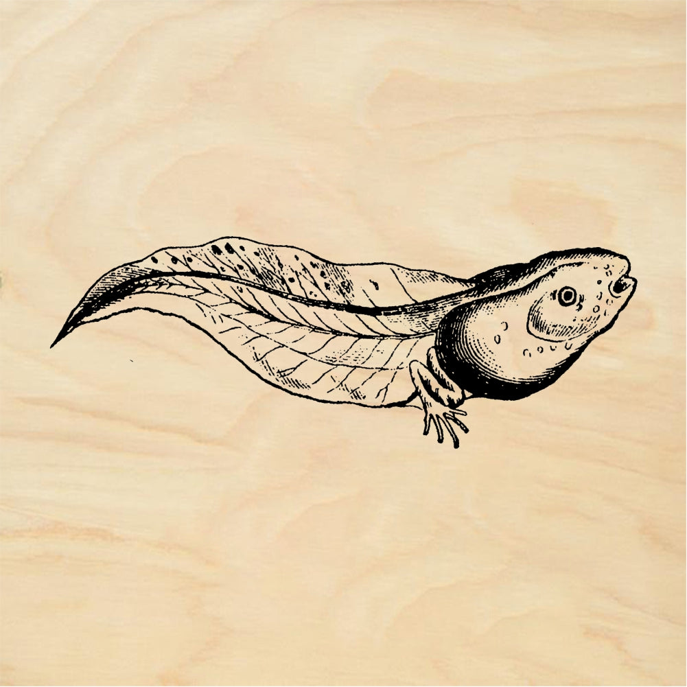 StampaFe Tadpole - Rubber Stamp 2.25 x 1.5