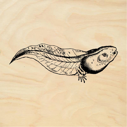 StampaFe Tadpole - Rubber Stamp 2.25 x 1.5