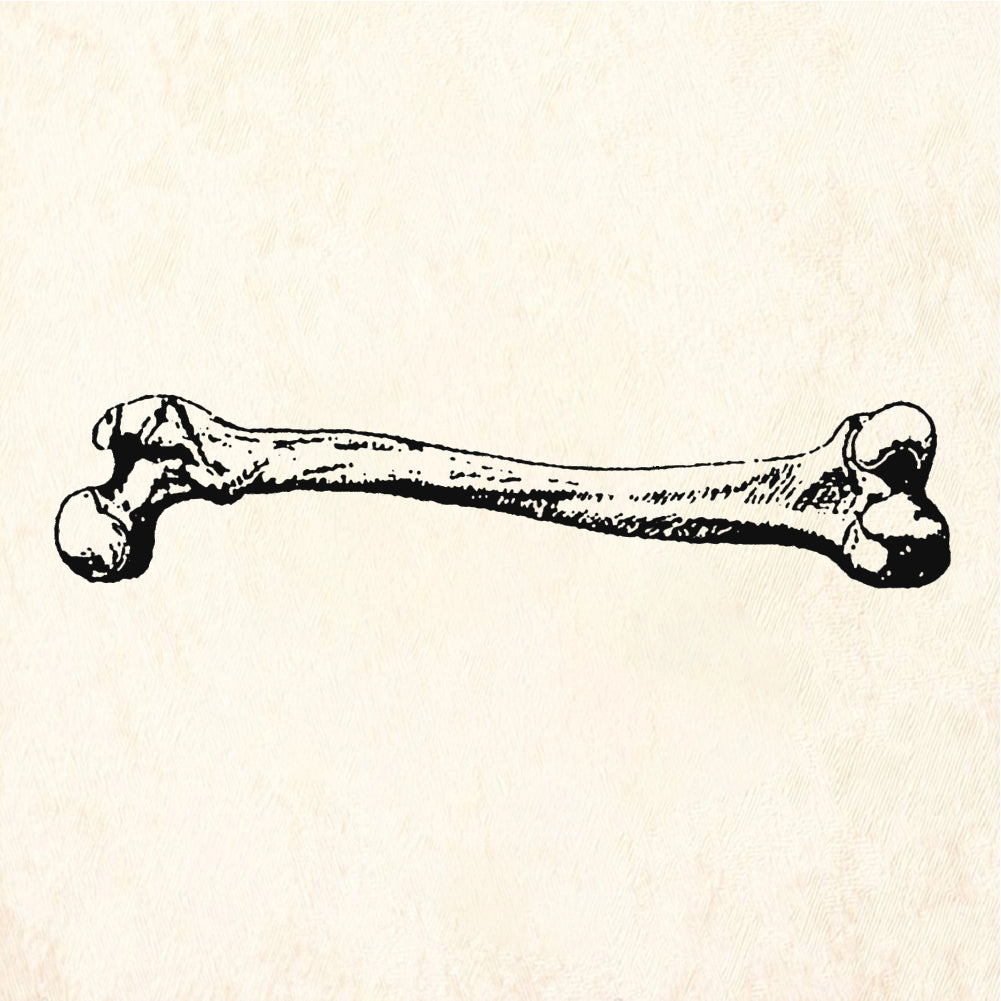 StampaFe StampaFe Little Femur Bone Rubber Stamp 1.75 x 0.25