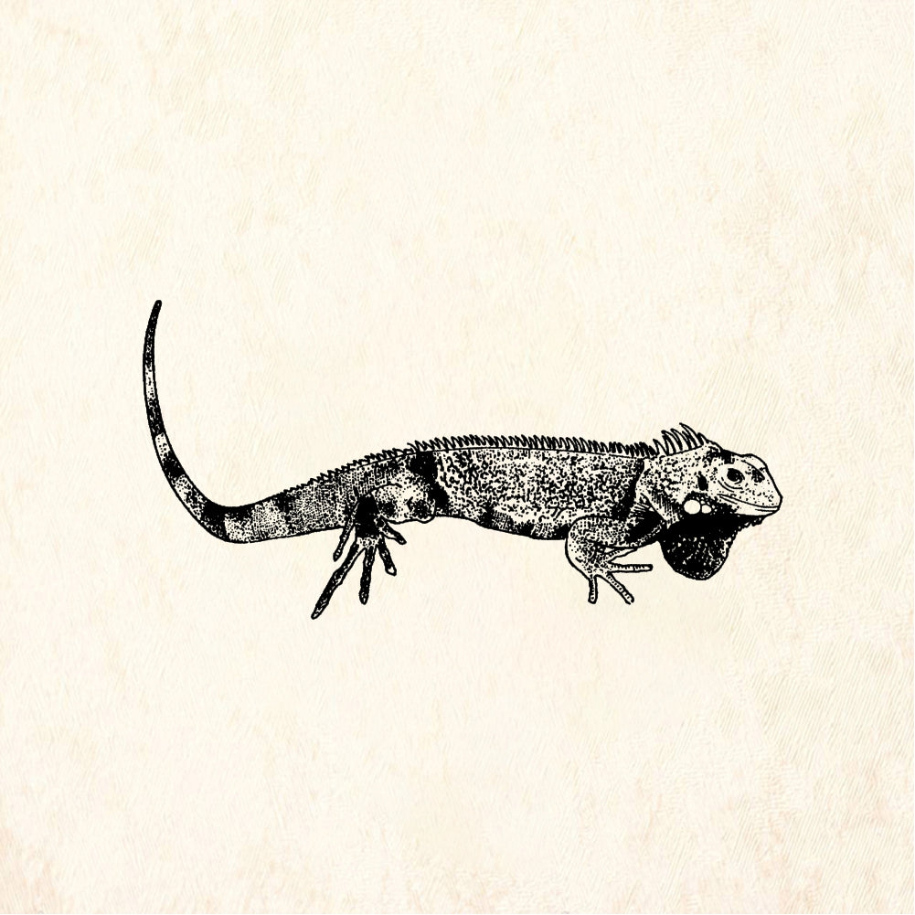 StampaFe Iguana - Rubber Stamp 3 x 1.5