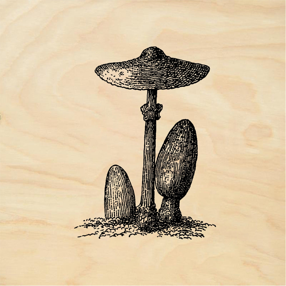 StampaFe Mushrooms - Rubber Stamp 1 x 2