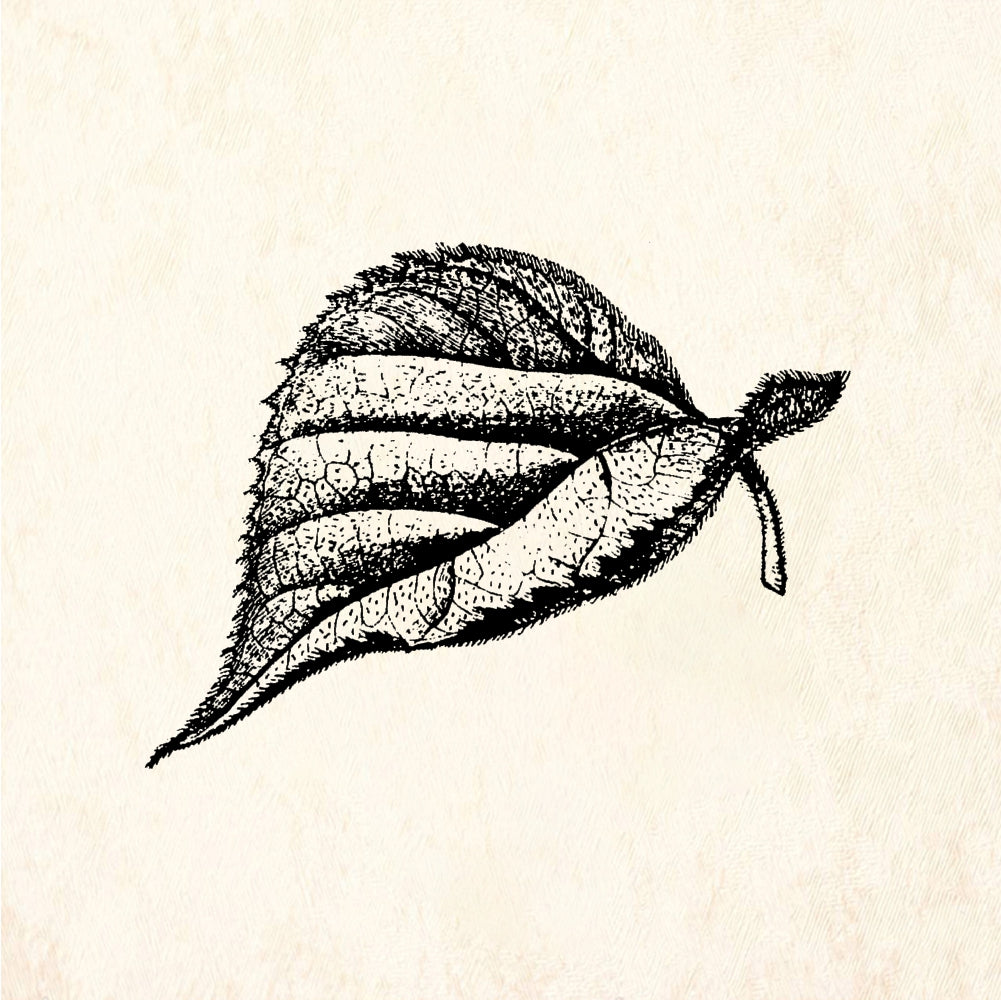 StampaFe Mulberry Leaf Detailed Botanical - Rubber Stamp 1.5 x 1.25