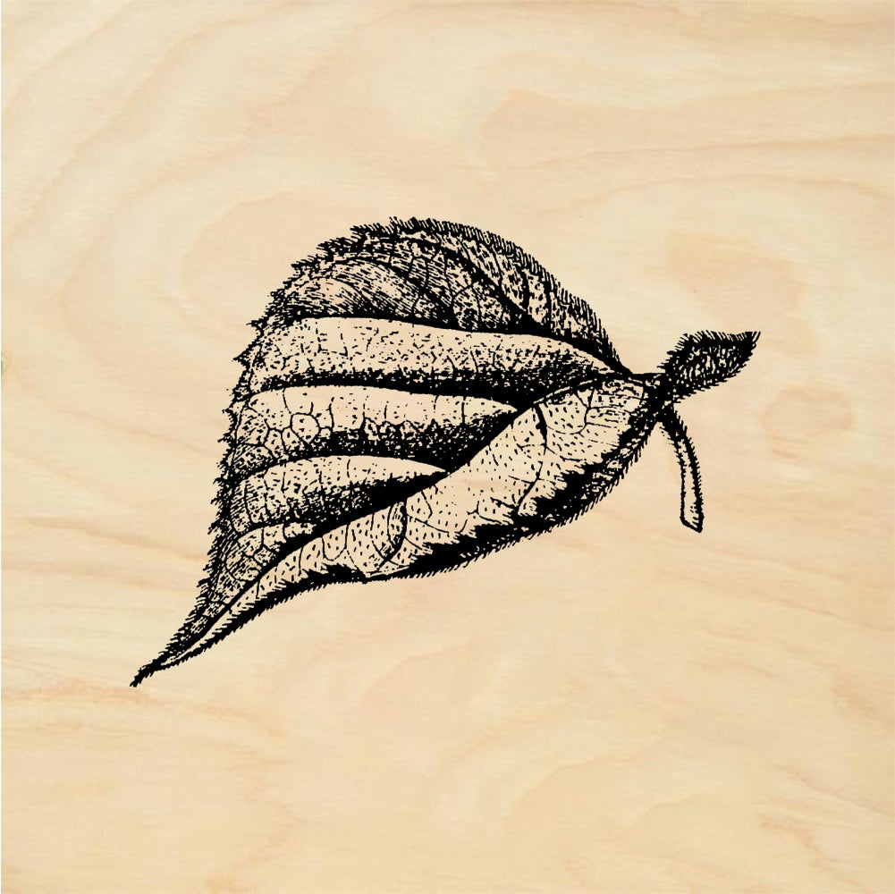 StampaFe Mulberry Leaf Detailed Botanical - Rubber Stamp 1.5 x 1.25