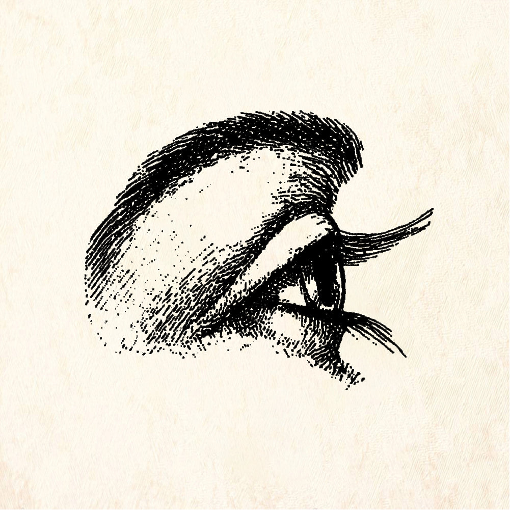 StampaFe Eye, side view Side View Eye - Rubber Stamp 0.75 x 1