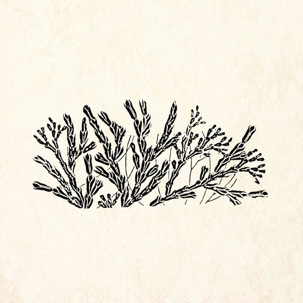 StampaFe Ginger Botanical Rubber Art Stamp