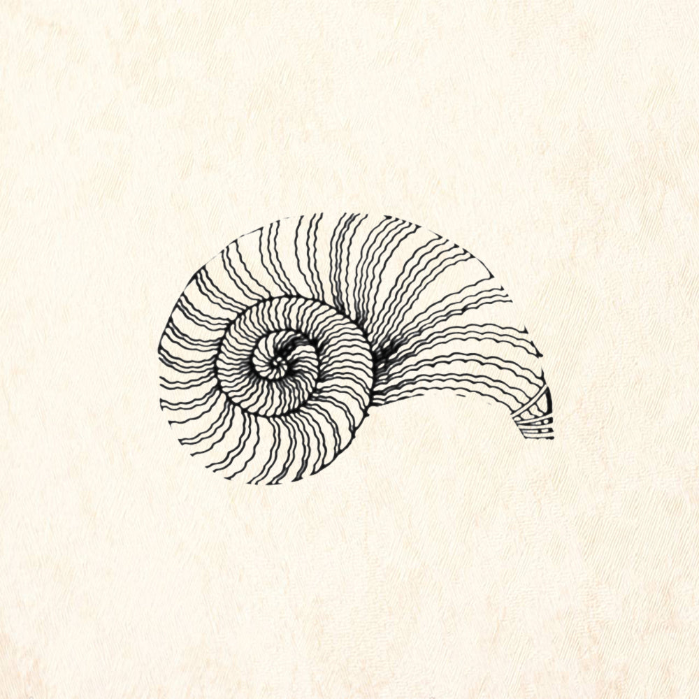 StampaFe Nautilus Shell Mixed Media Rubber Art Stamp