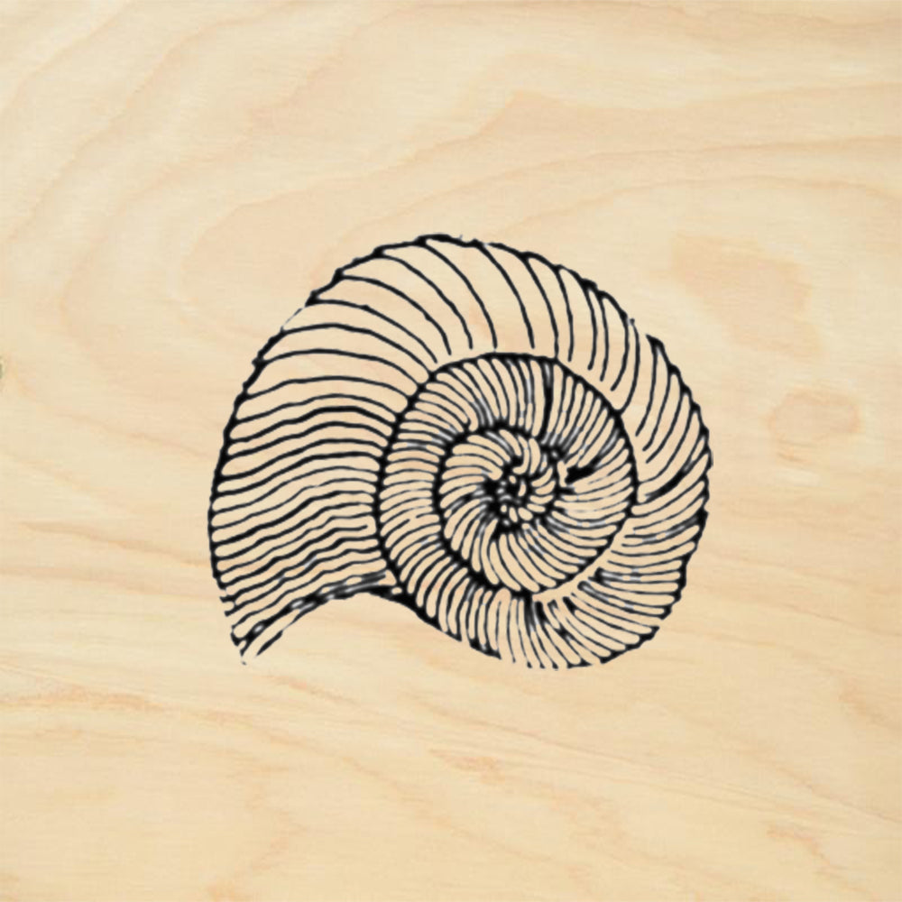 StampaFe Sea Swirl Shell Mixed Media Rubber Art Stamp