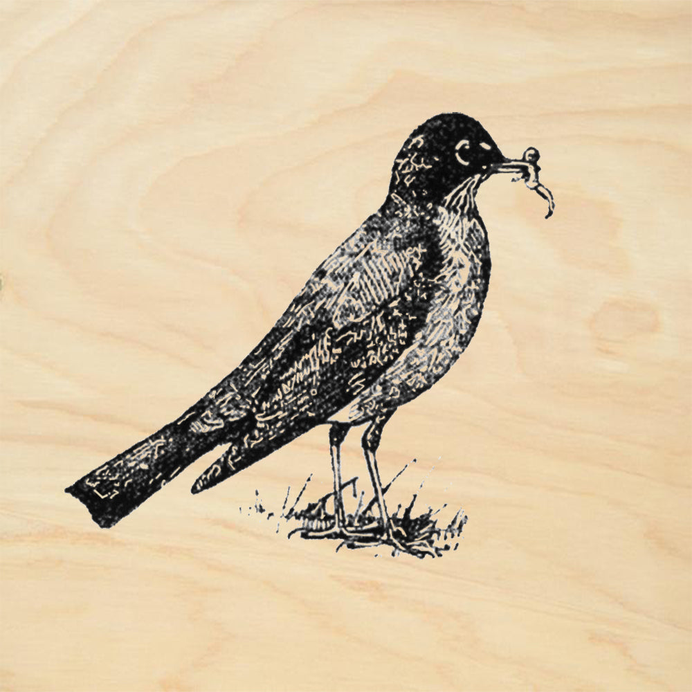 Robin