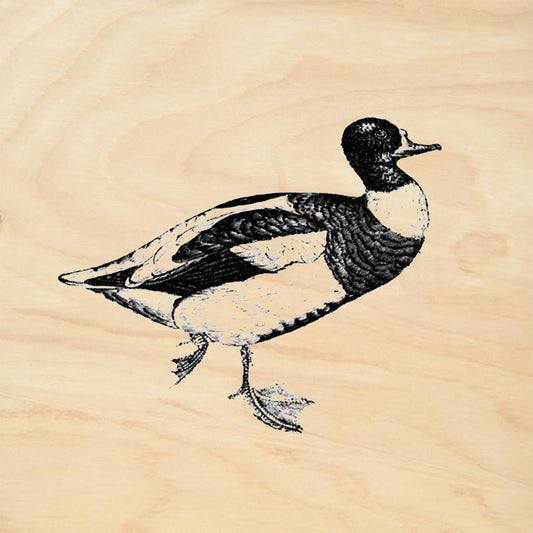 Duck