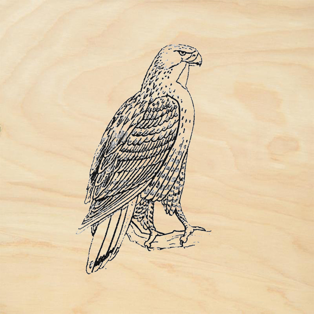 Hawk