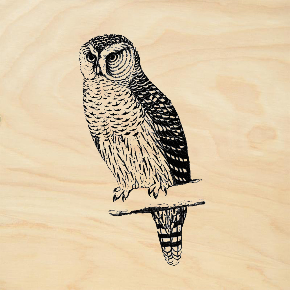 Owl