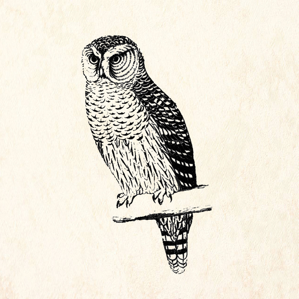 StampaFe Owl Rubber Art Stamp