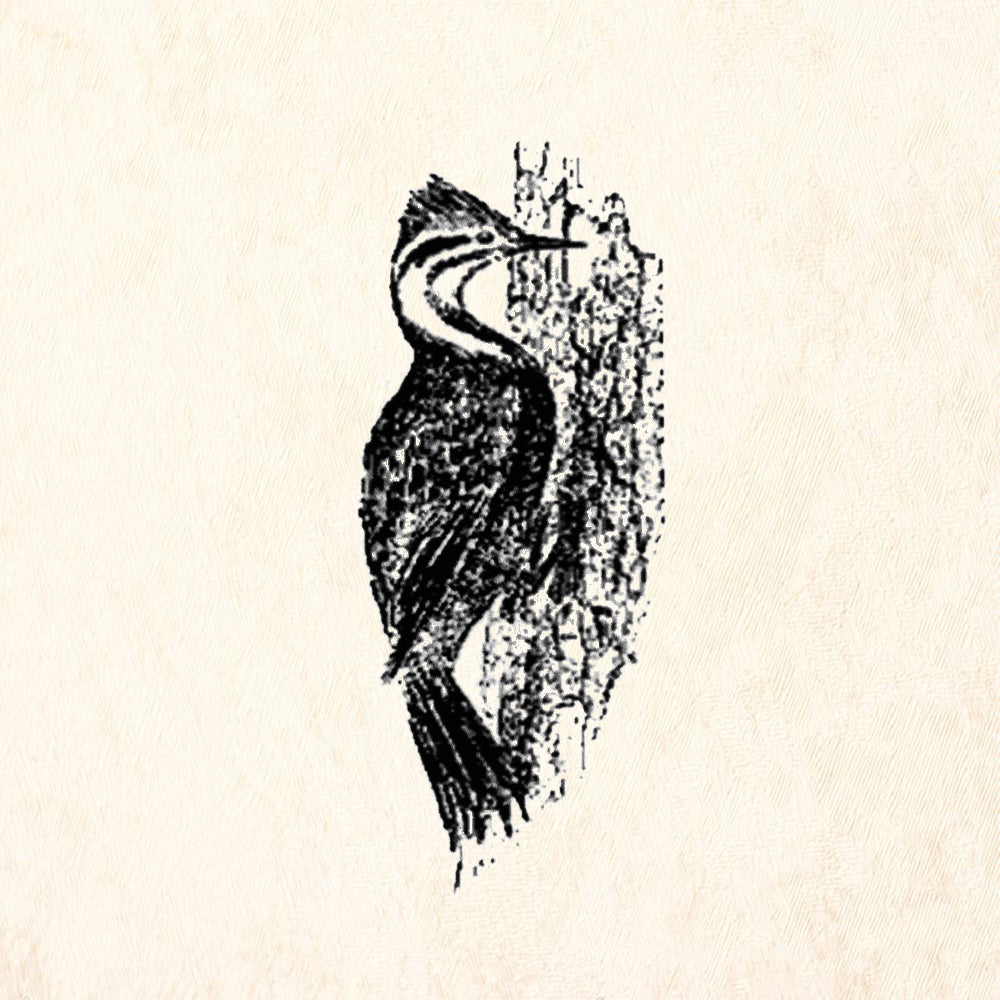 StampaFe Pileated Woodpecker Rubber Art Stamp