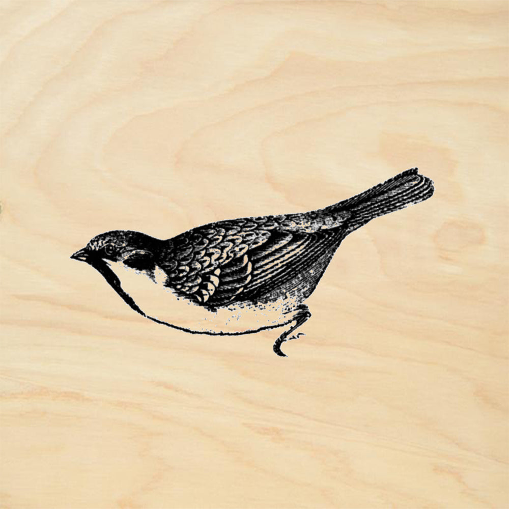 House Sparrow