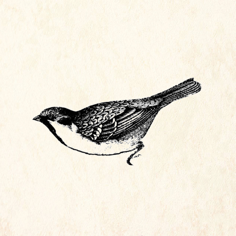 StampaFe House Sparrow Bird Rubber Art Stamp