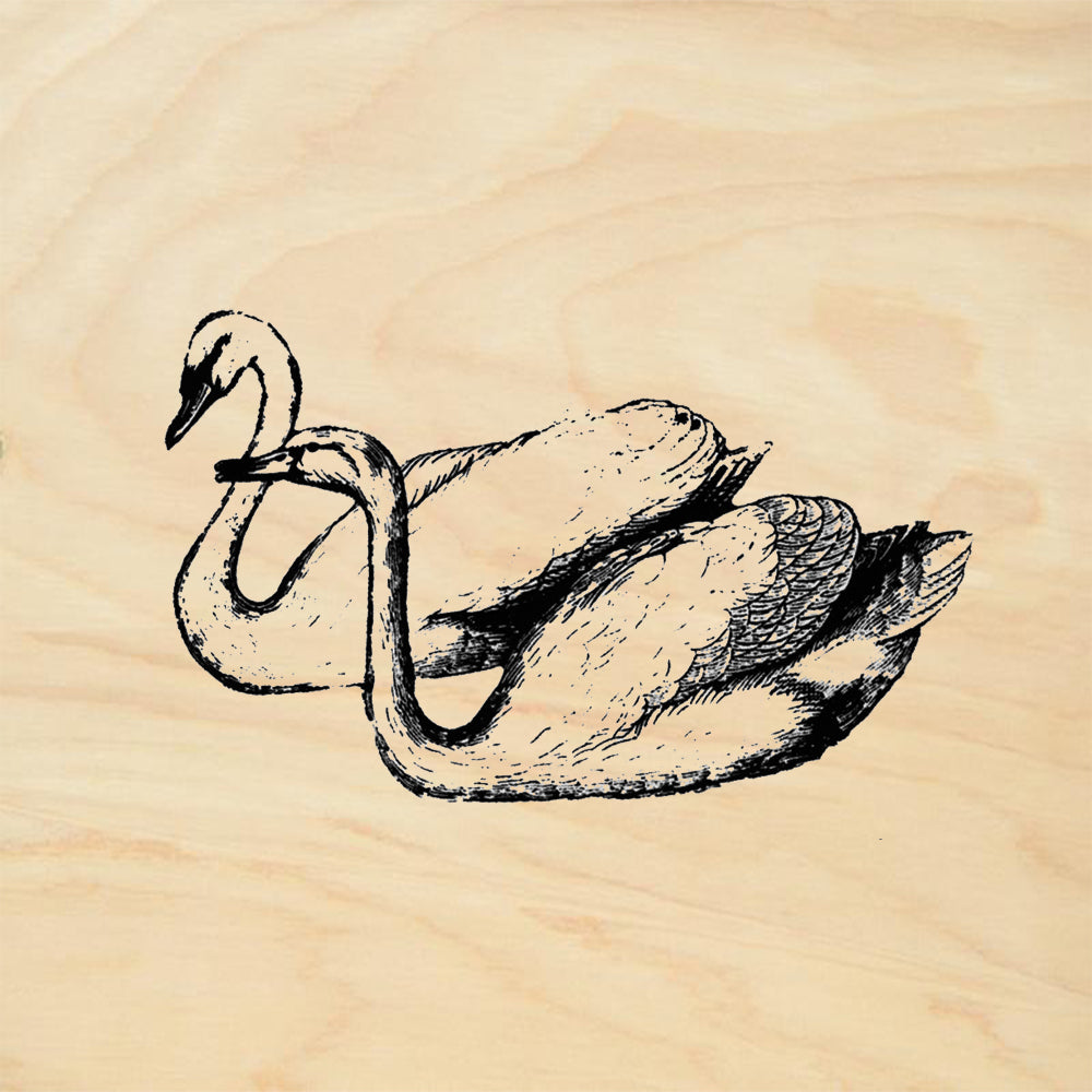 Swans