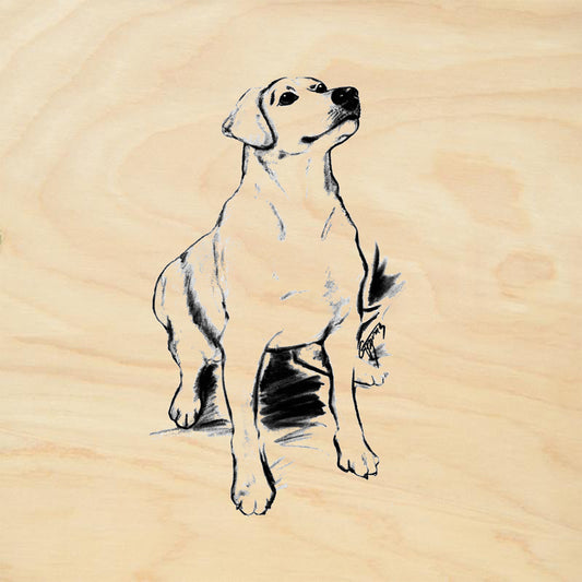 Labrador