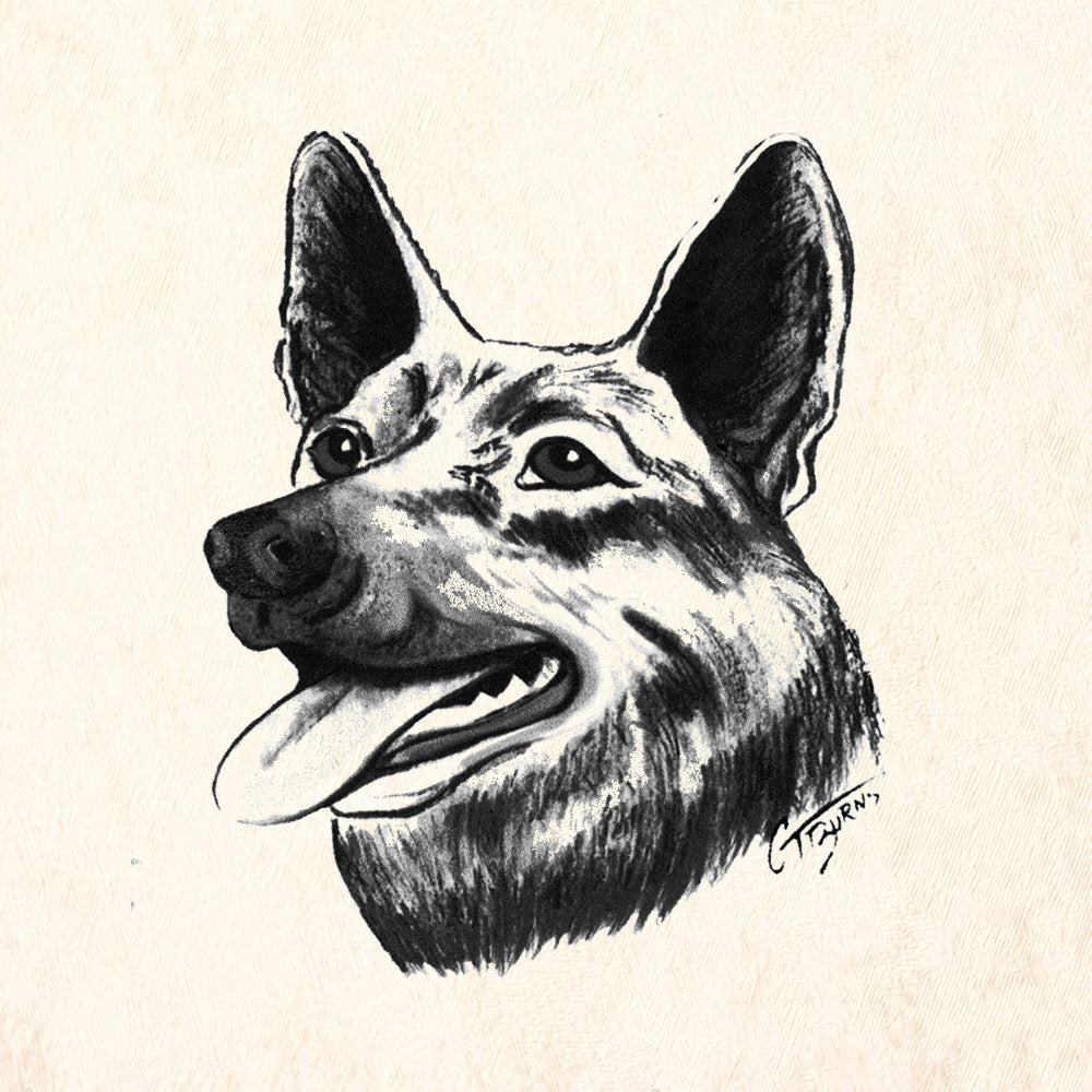 German Shepard