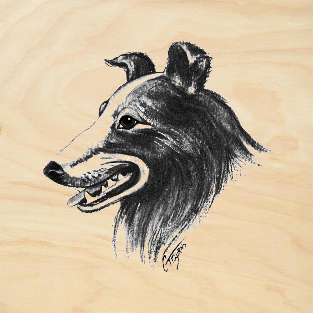 Collie