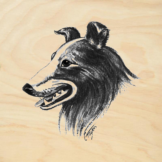 Collie