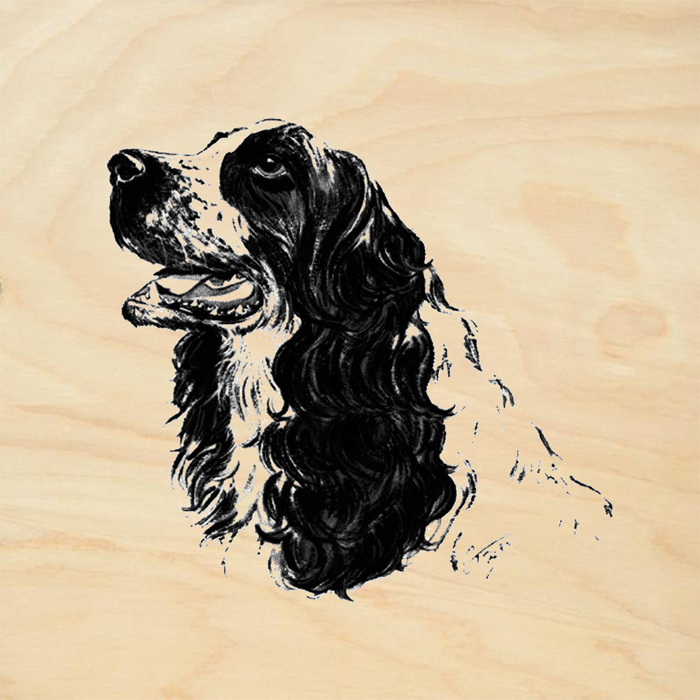 Cocker Spaniel