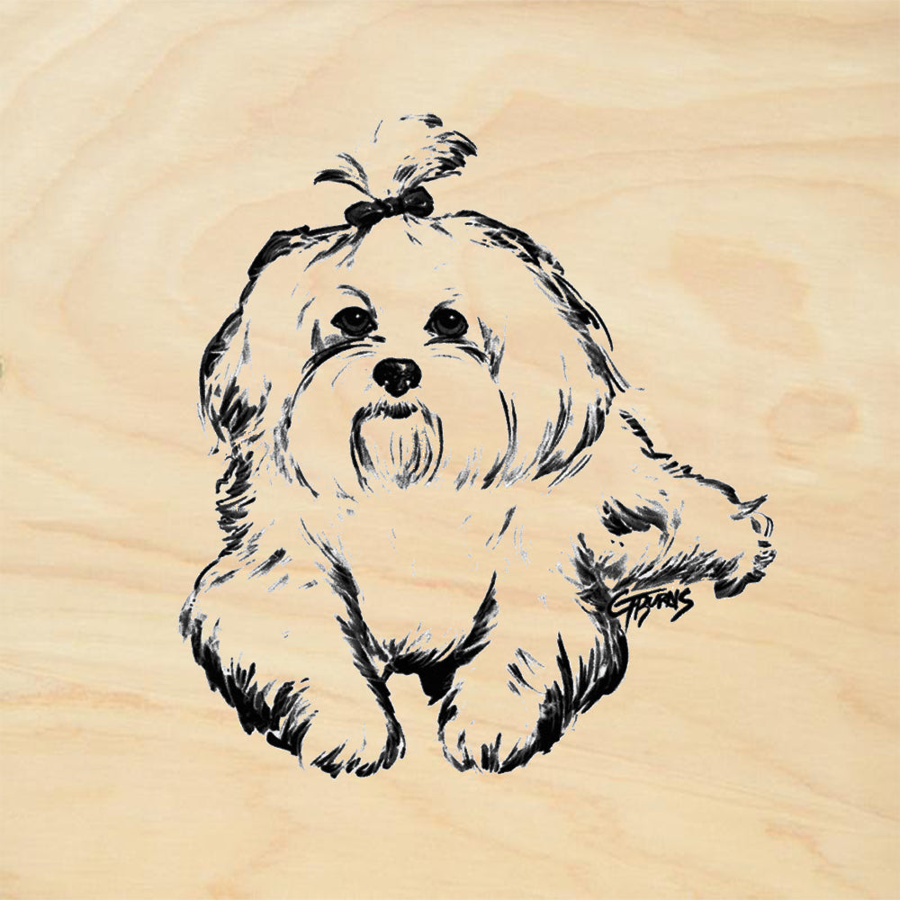 Lhasa Apso