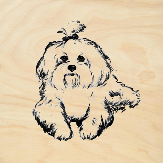 Lhasa Apso