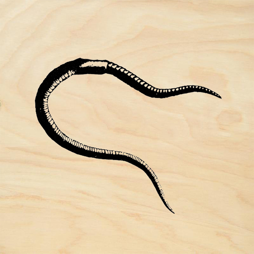 StampaFe Earthworm Nature Rubber Art Stamp
