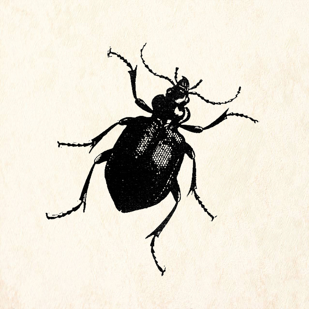 StampaFe Beetle Nature Rubber Art Stamp