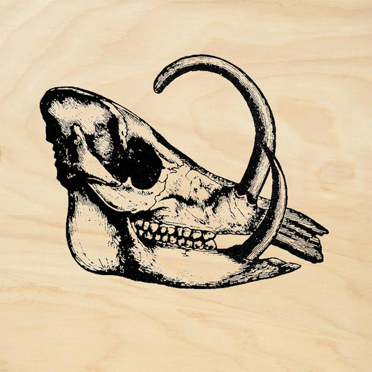 StampaFe Dinosaur Skull Nature Rubber Art Stamp