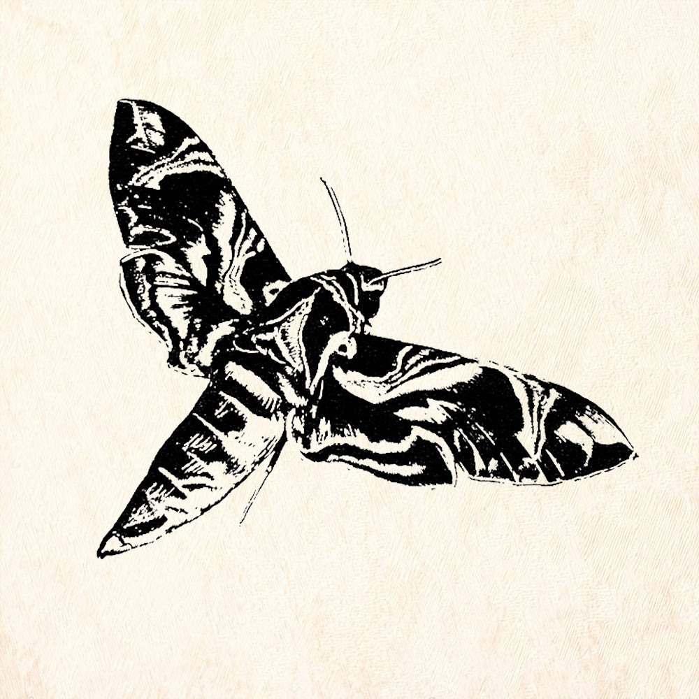 StampaFe Moth Nature Rubber Art Stamp