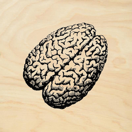 StampaFe Brain Anatomical Human Brain Science Rubber Art Stamp