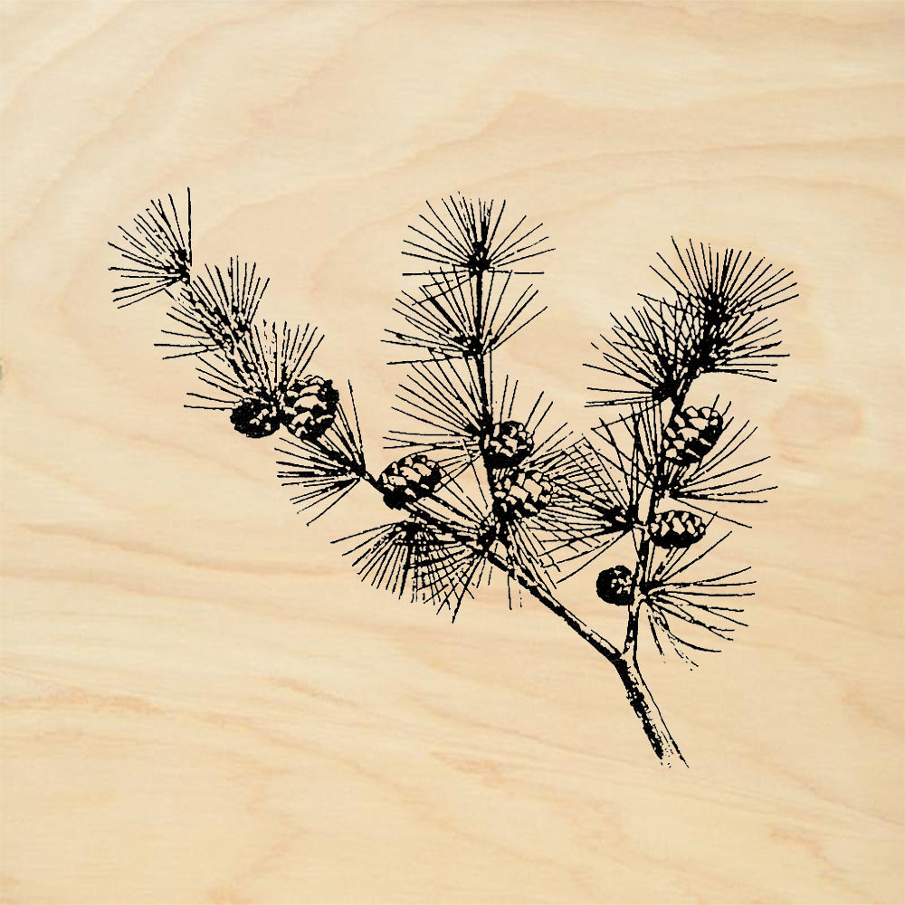 StampaFe Larch Left Pine Branch Cones Botanical Rubber Art Stamp