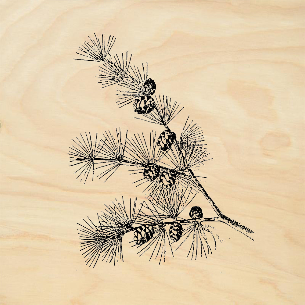 StampaFe Larch Right Pine Branch Cones Botanical Rubber Art Stamp