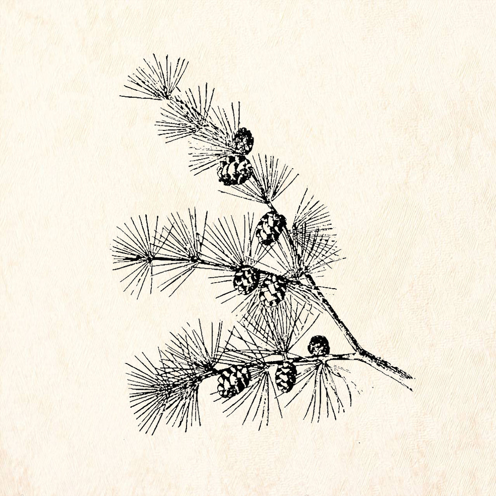 StampaFe Larch Right Pine Branch Cones Botanical Rubber Art Stamp